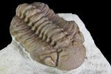 Bargain, Paciphacops Trilobite - Oklahoma #68623-2